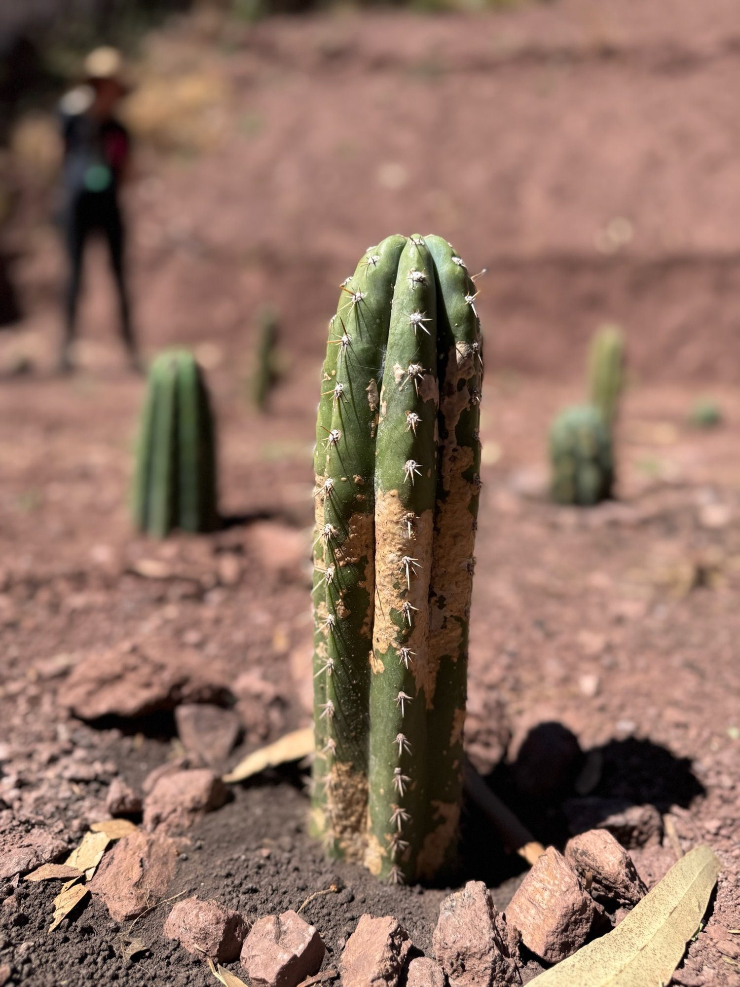 A young San Pedro cactus newly planted in red earth, more plantings and a figure behind it.