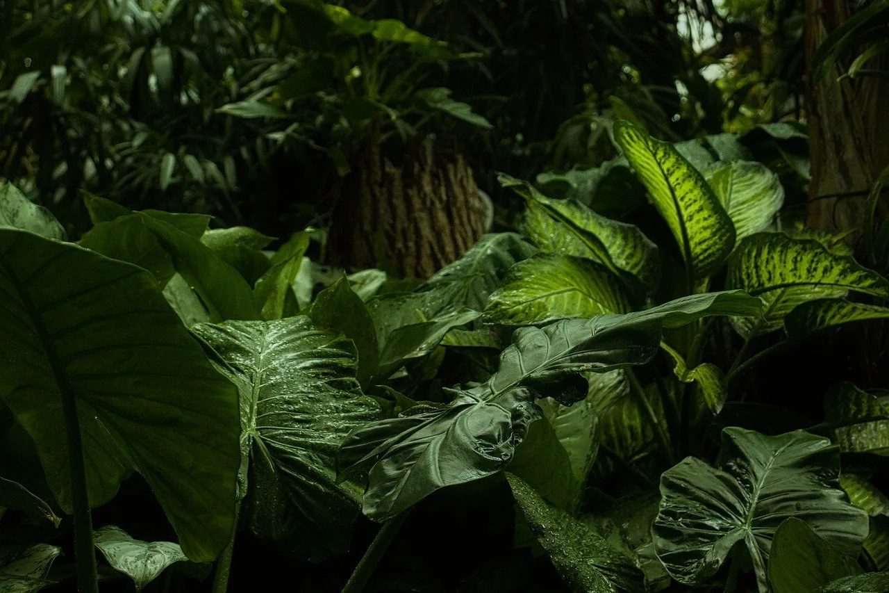 forest 6761846_1280